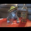 Gatitos 11