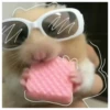 Hamsters  🐹💖 2 C☆ 12
