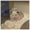 Hamsters  🐹💖 2 C☆ 13