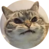 Gatitos 12