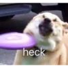 cursed animals 6