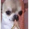 cursed animals 7