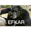 goril babba 8