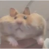 Hamster 🦔😆 12