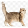 Cute cats 6