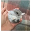 Hamster 🦔😆 14