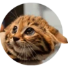 Gatitos 13