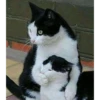 cursed animals 9