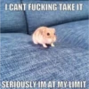 cursed animals 11