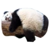 Funny Pandas 5