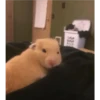 Hamster 🦔😆 15