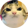 Gatitos 15