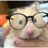Hamster 🦔😆 16