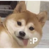 cursed animals 12