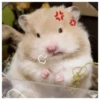 Hamsters  🐹💖 2 C☆ 14