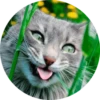 Gatitos 16