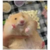 Hamster 🦔😆 19