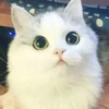 Cute cats 7