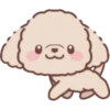 Perrito Bonito 17
