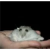 Hamster 🦔😆 21