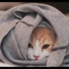 Gatitos 17