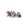 Cute cats 9