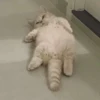 Gatitos 18