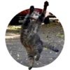 Gatitos 19