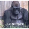 goril babba 11