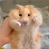 Hamster 🦔😆 22