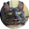 Gatitos 20