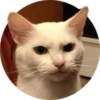 Gatitos 21