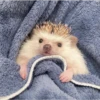Hamster 🦔😆 23