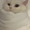 Gatitos 22