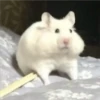 Hamster 🦔😆 24