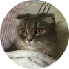 Gatitos 23