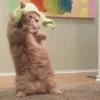 Gatitos 24