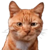 Gatitos 25
