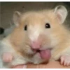 Hamster 🦔😆 25