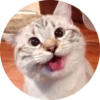 Gatitos 26