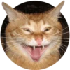 Gatitos 27