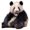 Funny Pandas 11
