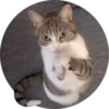Gatitos 28
