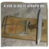 Coqueto 10