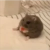 Hamster 🦔😆 28