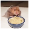 Hamsters  🐹💖 2 C☆ 19