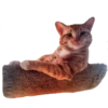 Gatitos 29