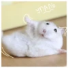 Hamsters  🐹💖 2 C☆ 20