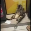 Gatitos 30