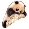 Funny Pandas 18